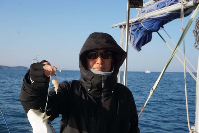 ショウサイフグ