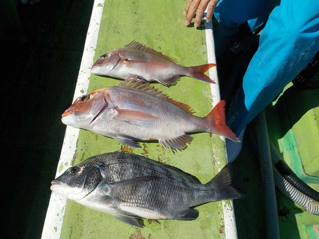 マダイ・クロダイ