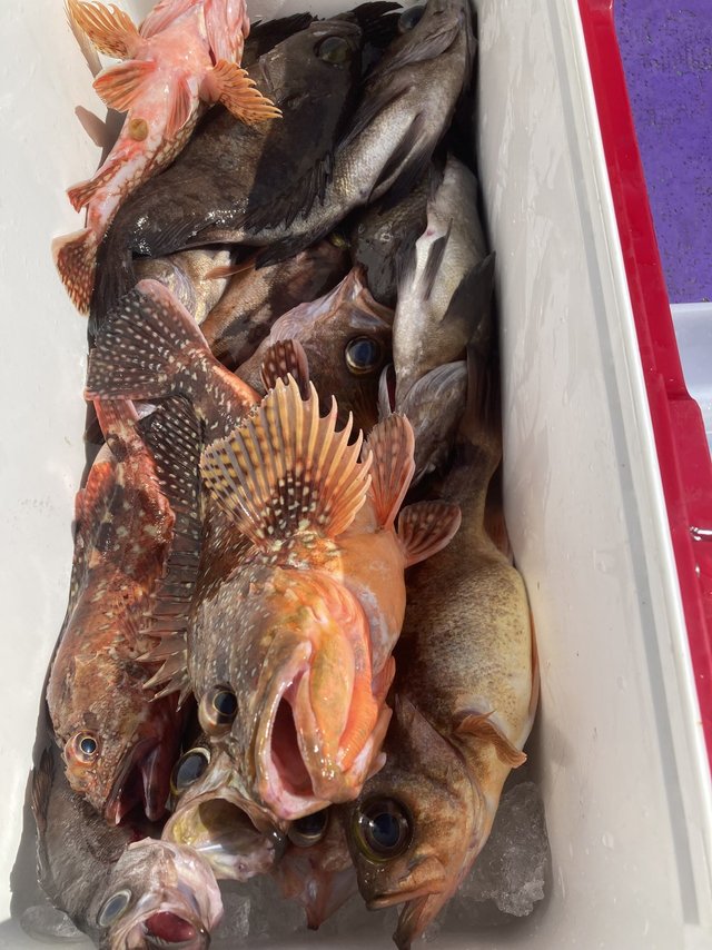 ソイ(クロソイ)・カサゴ・メバル