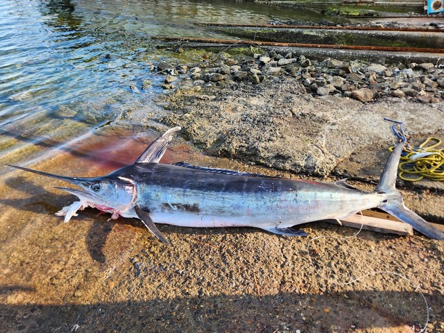 カジキ(マカジキ)