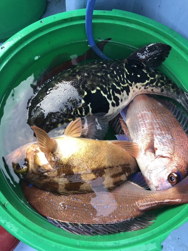 マダイ・ハナダイ(チダイ)