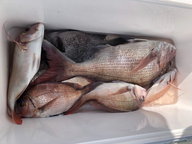 マダイ・ハナダイ(チダイ)