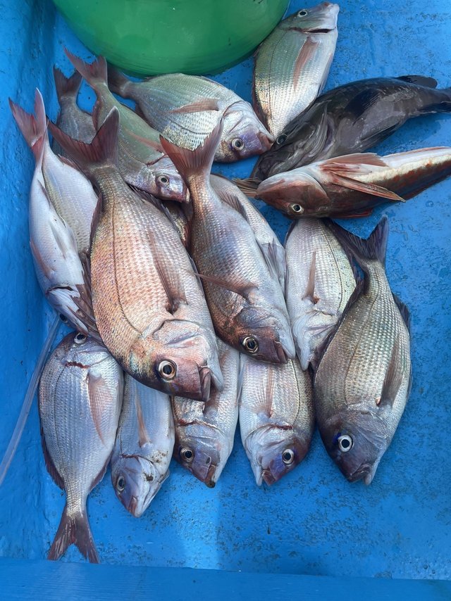 マダイ・ハナダイ(チダイ)・マハタ・ホウボウ