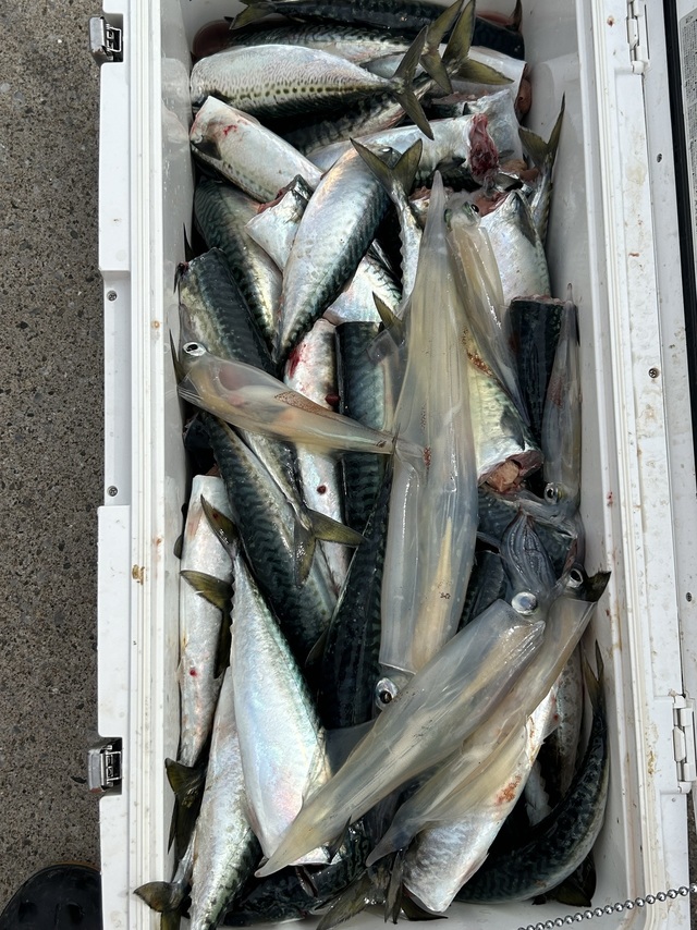 サバ(マサバ)・ヤリイカ