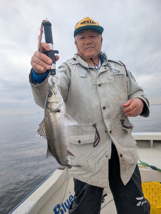 シーバス(スズキ)