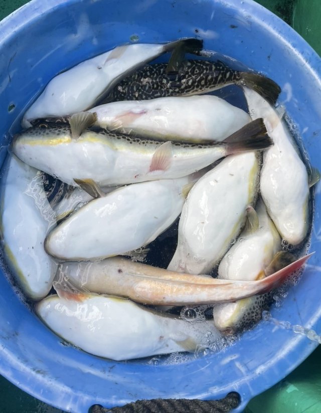 ショウサイフグ