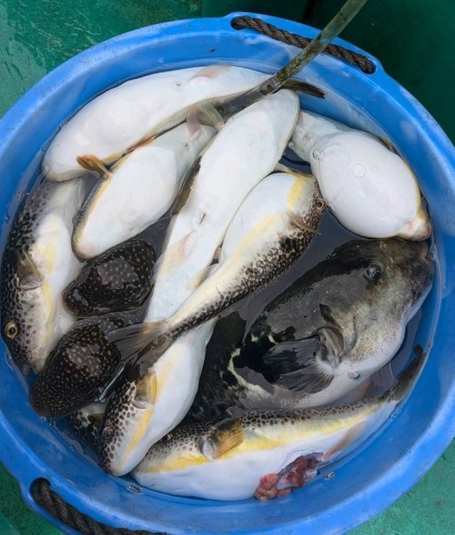 ショウサイフグ