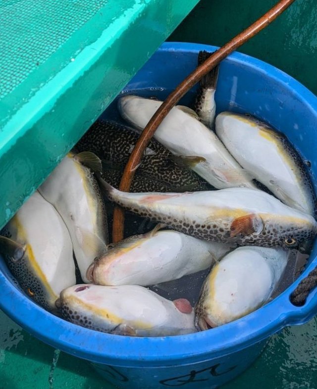 ショウサイフグ