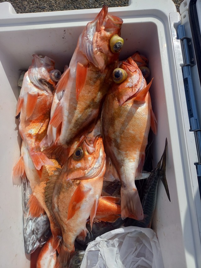 オキメバル(ウスメバル)