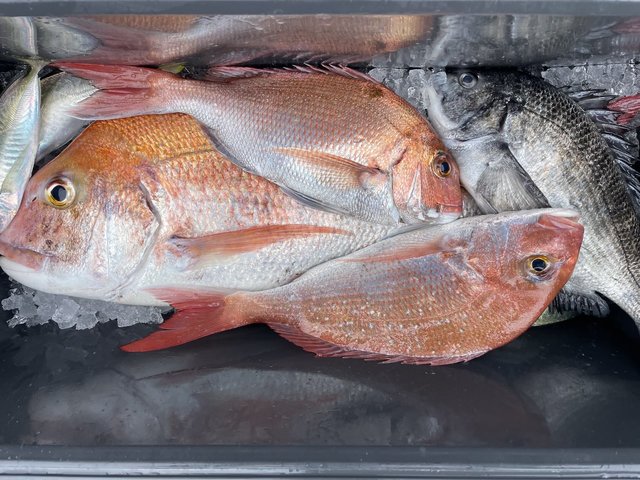 マダイ・クロダイ・アジ(マアジ)