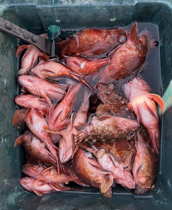 ガシラ(カサゴ)