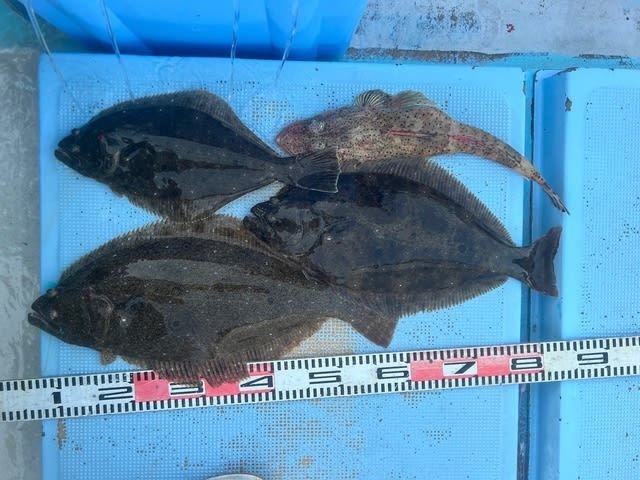 ワニゴチ・ヒラメ