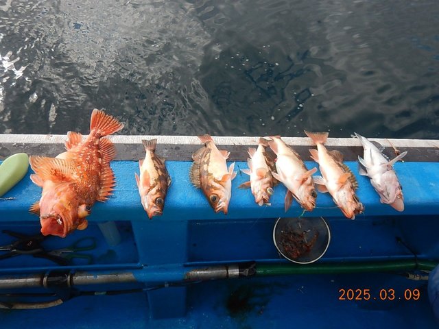 カサゴ・メバル