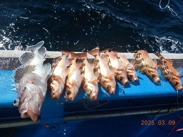 メバル・マゾイ(キツネメバル)