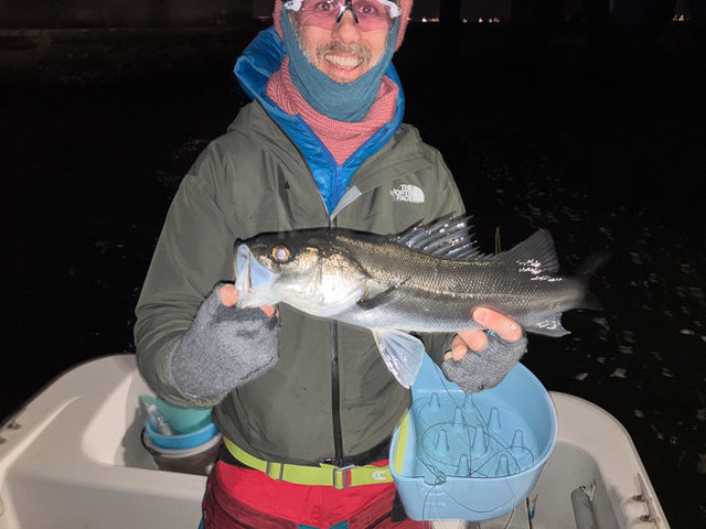 シーバス(スズキ)