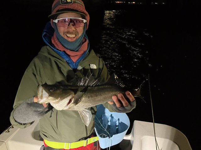 シーバス(スズキ)