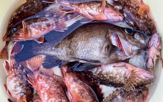 カサゴ・メバル