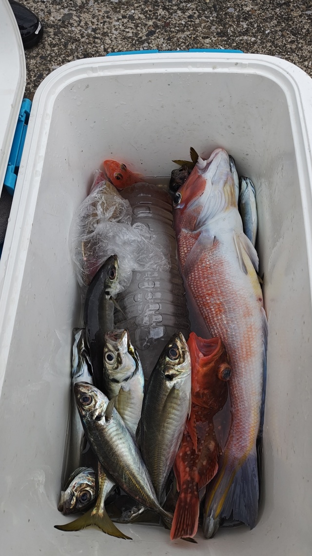 アジ(マアジ)・アマダイ(アカアマダイ)