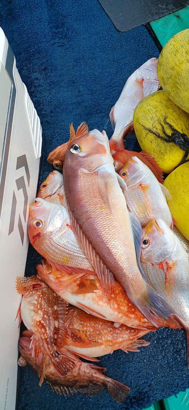 レンコダイ(キダイ)