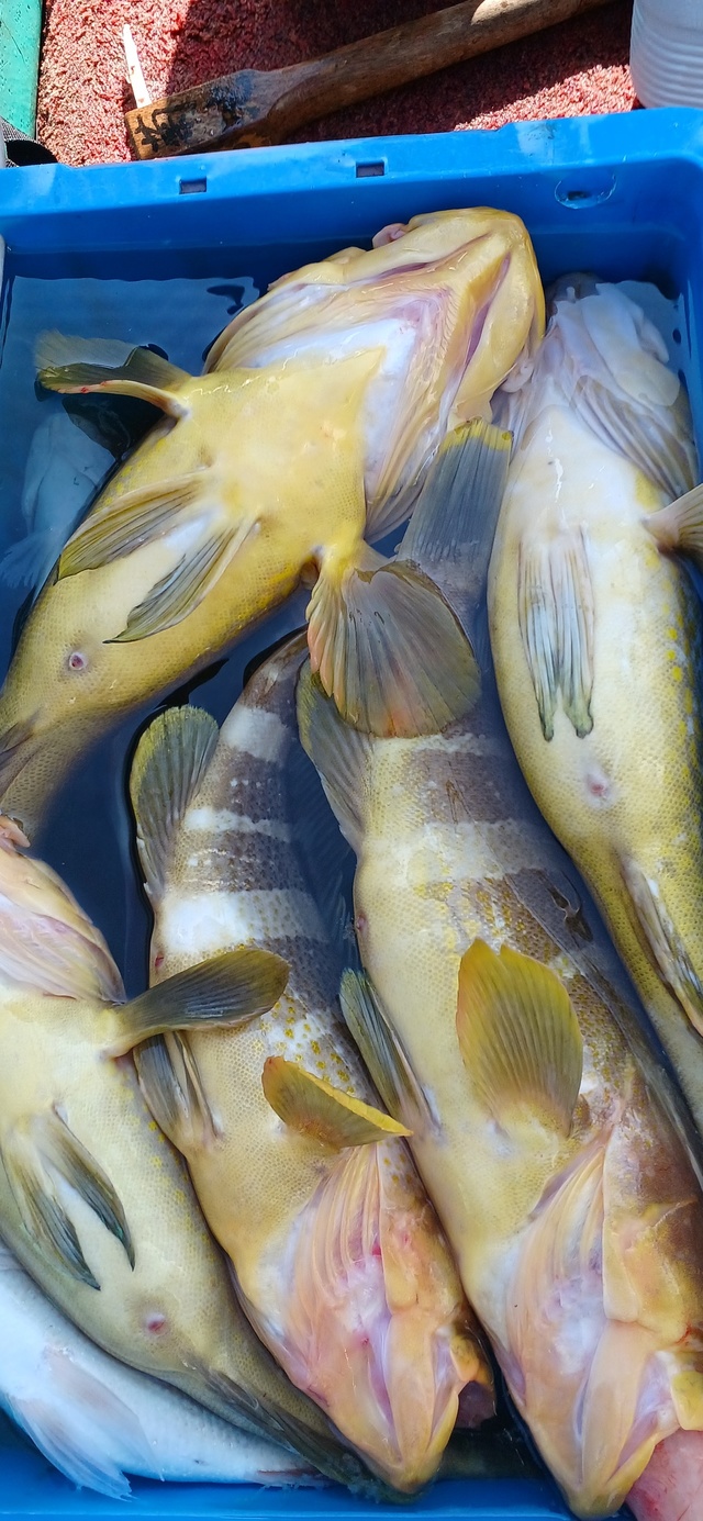 アオナ(アオハタ)