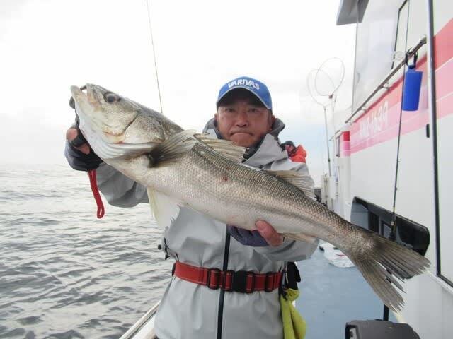 シーバス(スズキ)