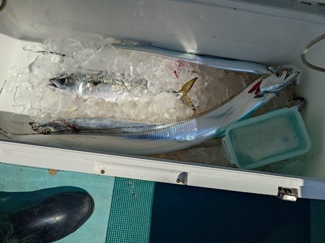 タチウオ・サバ(ゴマサバ)