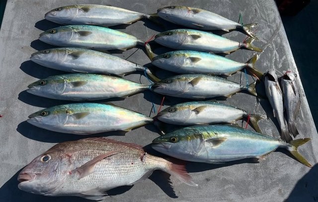 マダイ・ハマチ(ブリ)・メジロ(ブリ)・クログチ