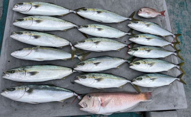 マダイ・ハマチ(ブリ)・シロアマダイ