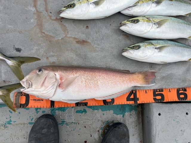 ハマチ(ブリ)・シロアマダイ