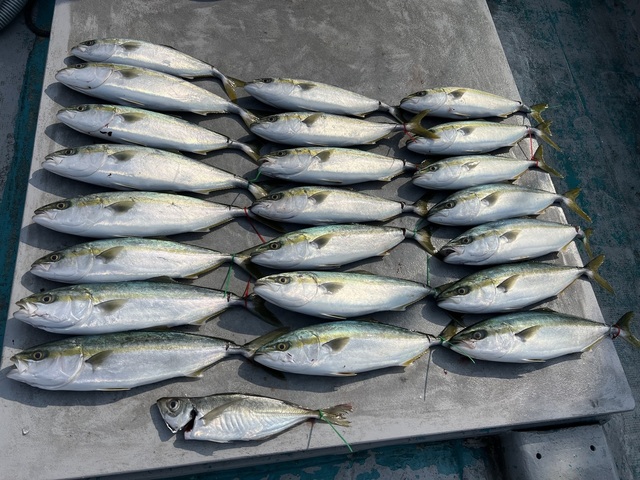 アジ(マアジ)・ハマチ(ブリ)