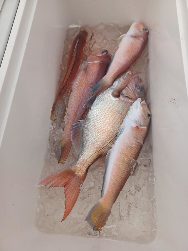 マダイ・アマダイ(アカアマダイ)