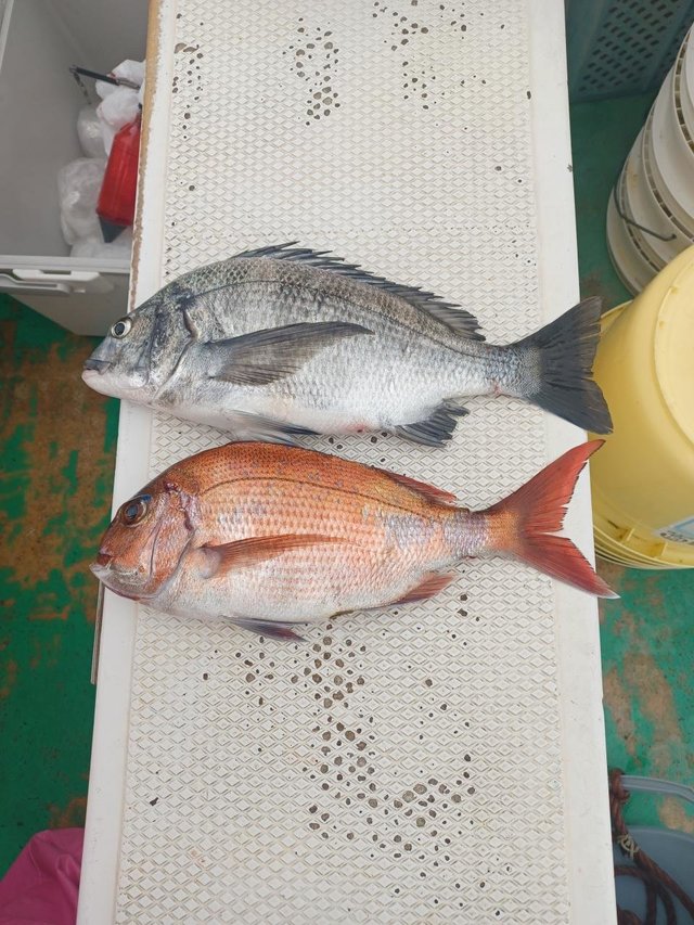 マダイ・クロダイ