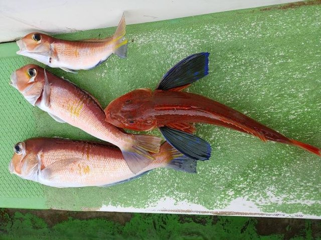 アマダイ(アカアマダイ)・ホウボウ