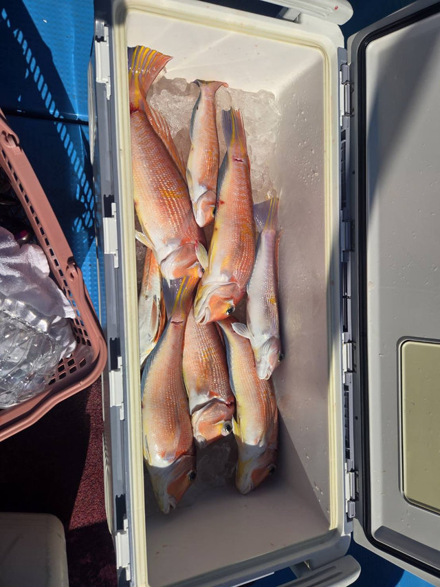 アマダイ(アカアマダイ)