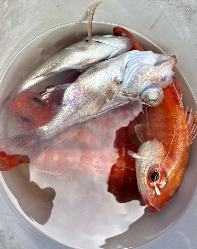 アカムツ・シロムツ(オオメハタ)