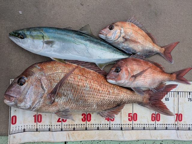 タイ(マダイ)・メジロ(ブリ)