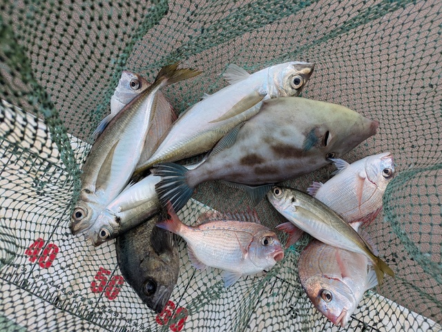 タイ(マダイ)・アジ(マアジ)