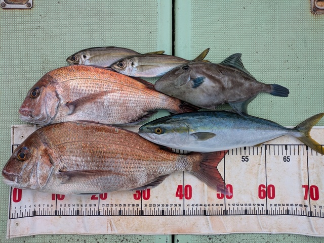 タイ(マダイ)・アジ(マアジ)・ハマチ(ブリ)