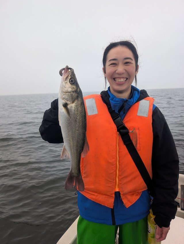 シーバス(スズキ)