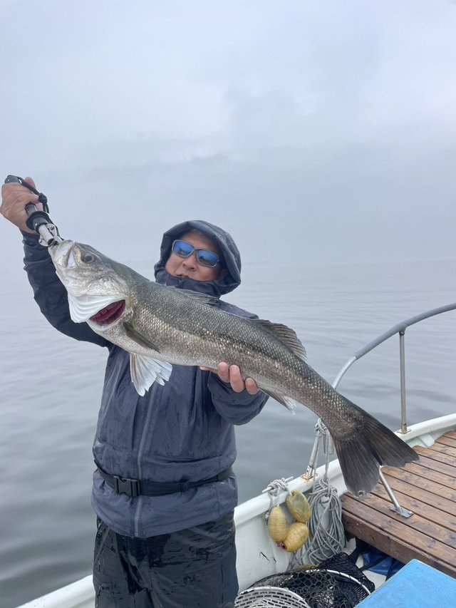 シーバス(スズキ)