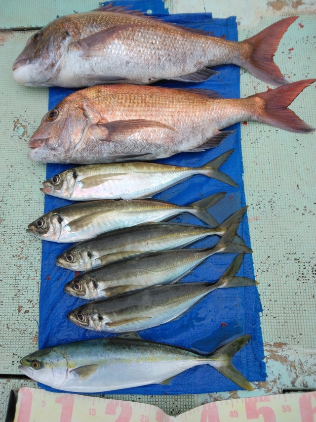 マダイ・マアジ・ツバス(ブリ)