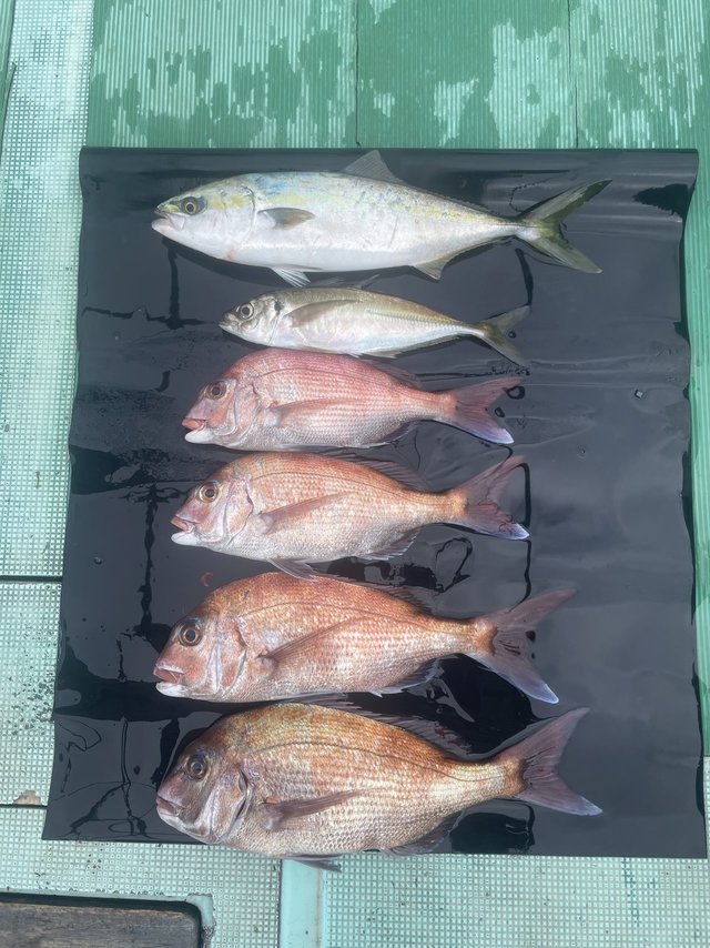 マダイ・マアジ・ハマチ(ブリ)