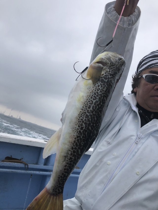 ショウサイフグ