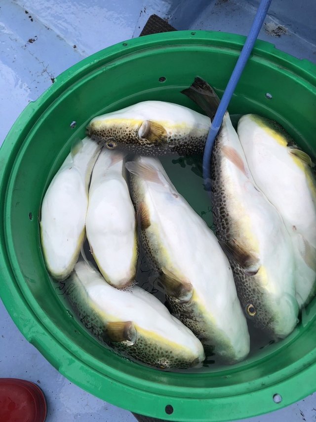 ショウサイフグ