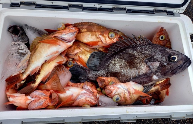 オキメバル(ウスメバル)