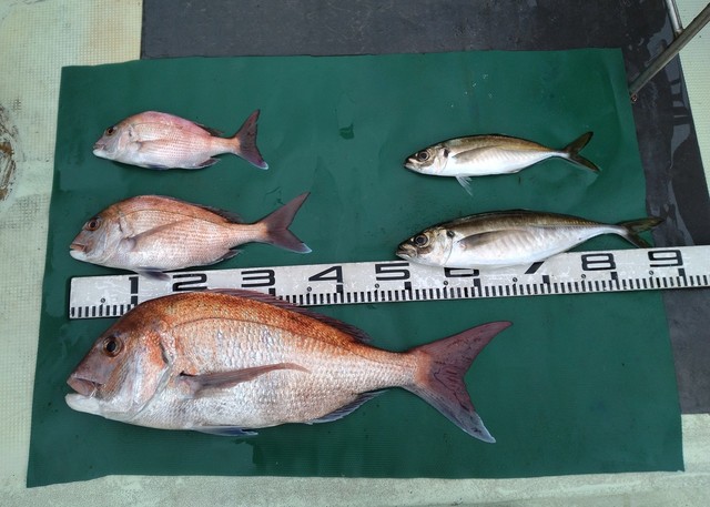 マダイ・マアジ