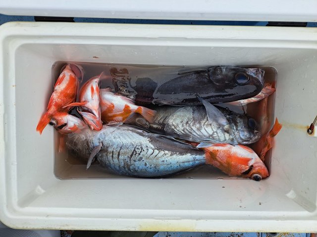 クロムツ・メダイ・ウケグチメバル