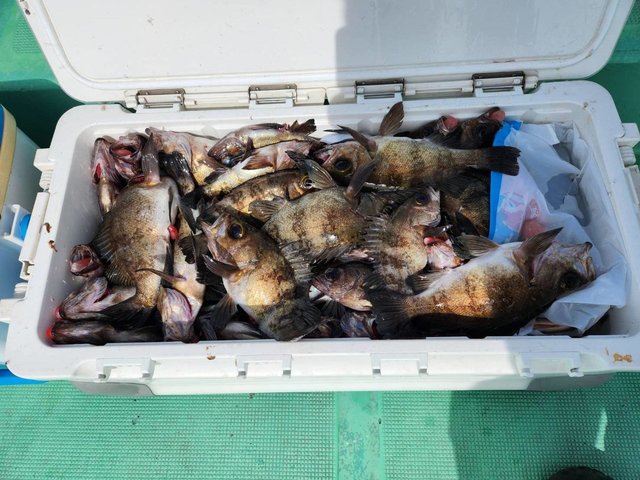 クロメバル(メバル)