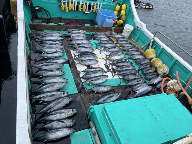 ビンチョウマグロ(ビンナガ)・カツオ