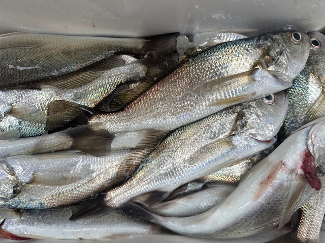 イシモチ(シログチ)